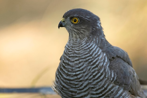 Détail d'un jeune mâle épervier eurasien se baigner et boire dans une source naturelle