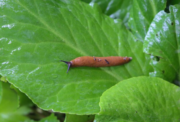 Détail de la limace Arion lusitanicus dans le jardin