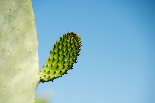 Détail macro d'épine de cactus bleu onb