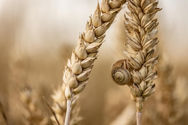 Détail macro d'épis d'orge biologique avec petit escargot