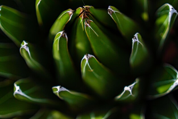 Détail macro d'une plante à partir d'une vue zénithale de feuilles vertes verticales pointues à l'extrémité et concentrées en premier