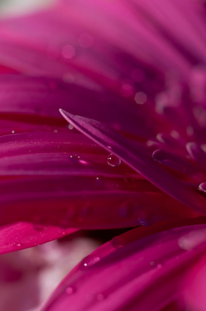 détail de marguerite avec des gouttes de pluie sur les pétales, champ de fleurs au printemps avec fond de ciel nuageux