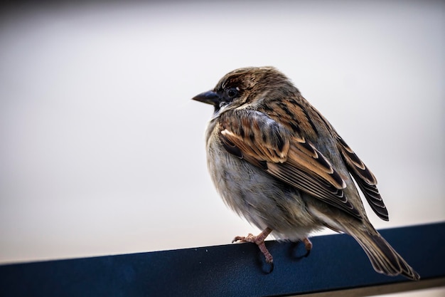 Détail moineau s'appuyant sur une chaise à une terrasse