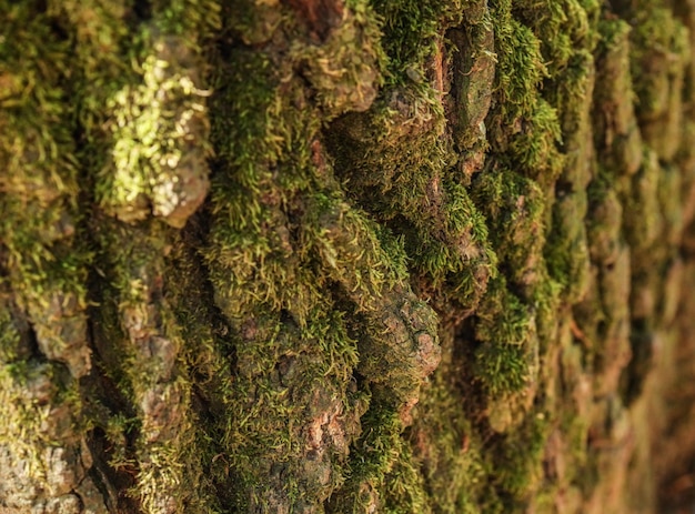 Détail de la mousse verte qui pousse sur l'écorce des vieux arbres.