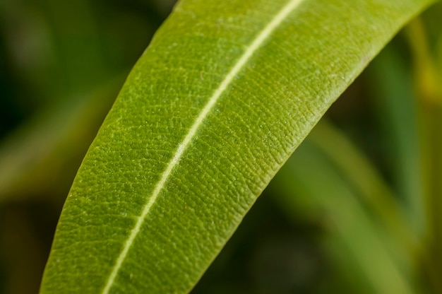 Détail de nervures sur une feuille au printemps. Détail spectaculaire d'une feuille et de ses plus petites nervures.