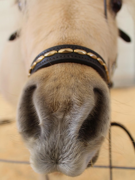 Détail d'un nez de poney