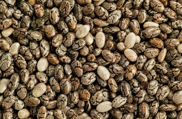 Graines-Seeds Chia, Salvia hispanica