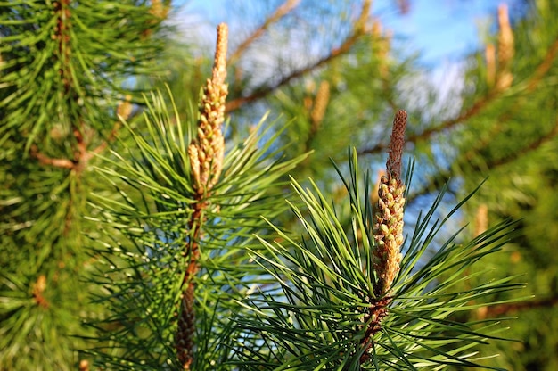 Détail de pin