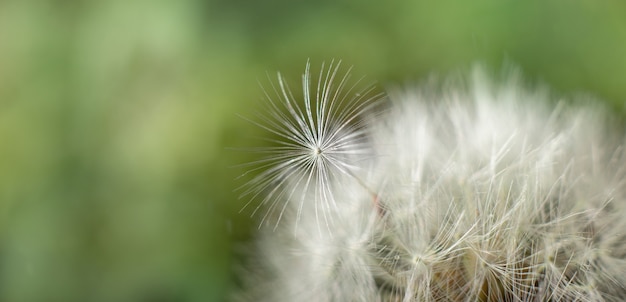 Détail de pissenlit sur macro mur vert