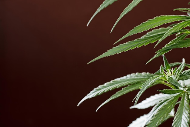 détail de pistils de fleurs de marijuana sur fond marron