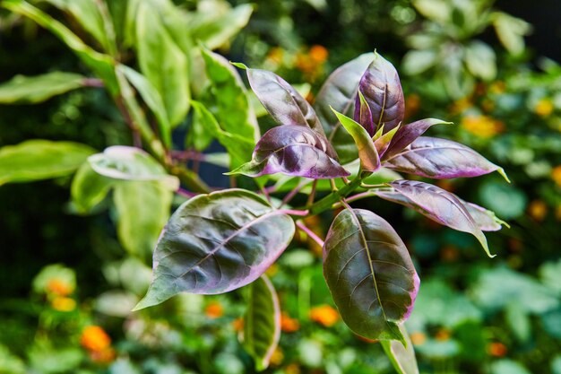 Détail de la plante aux feuilles violettes