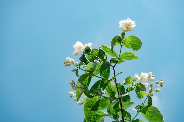 Détail d'une plante à fleurs blanches sur un ciel bleu Beau motif d'arrière-plan pour la conception