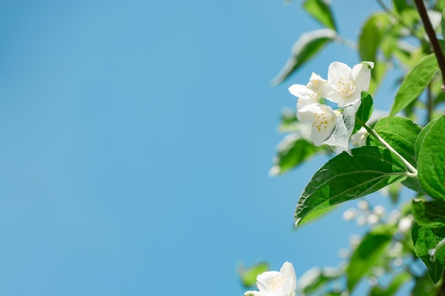 Détail d'une plante à fleurs blanches sur un ciel bleu Beau motif d'arrière-plan pour la conception