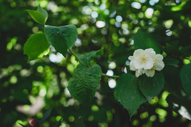 Détail d'une plante à fleurs blanches dans la forêt Beau motif d'arrière-plan pour la conception