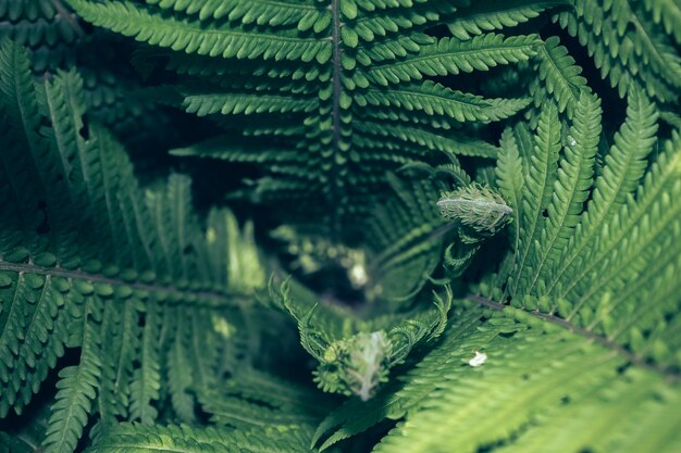 Détail d'une plante de fougère dans la forêt Beau motif d'arrière-plan pour la conception