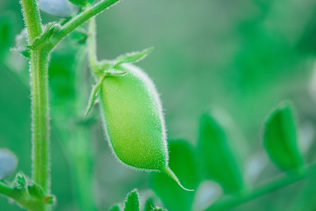 Détail de la plante de pois chiche