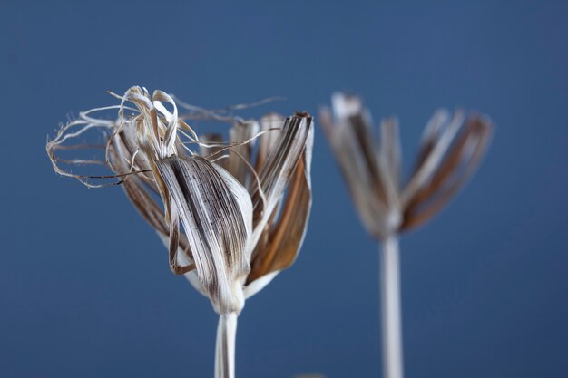 Détail de plante séchée avec texture sur fond bleu