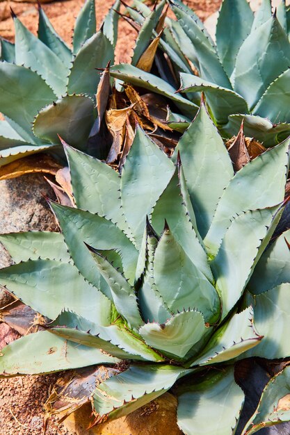 Détail des plantes du désert dans le sable orange