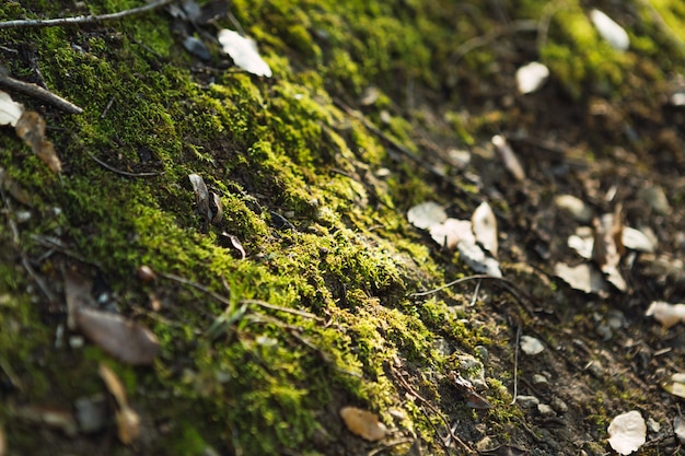 Détail de plantes vertes et de mousse sur une pierre dans la forêt