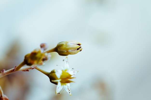 Détail des plantes