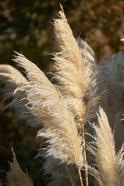 Détail de la plume de la plante l'herbe de la pampa.