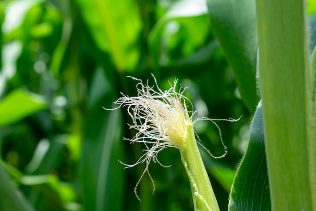 Détail de poils d'épis de maïs en plantation