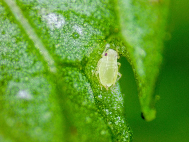 Détail de puceron sur feuille de menthe Photographie réalisée au microscope numérique