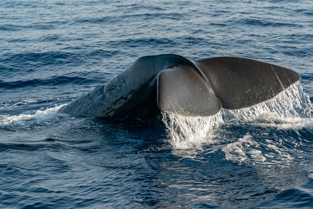 Photo détail de la queue d'un cachalot dans la mer méditerranée