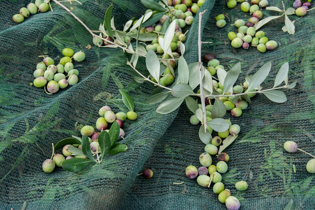 Détail de la récolte des olives