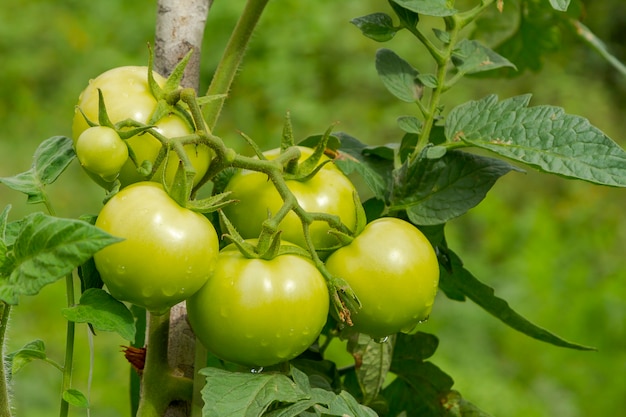 Photo détail de la récolte de tomates brésiliennes