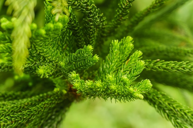 Détail de sapin de feuilles, fond naturel