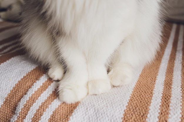 Detail shot de pattes de chat tout en étant assis sur la table