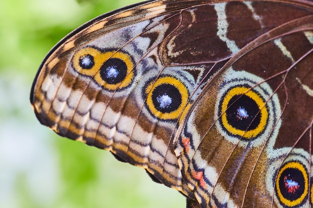 Détail des taches sur l'aile du papillon chouette
