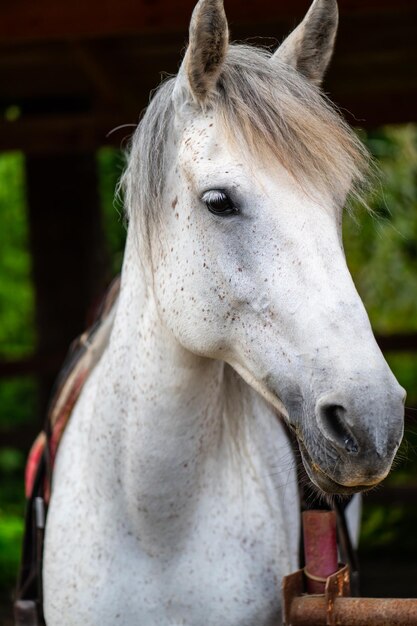 Détail d'une tête de cheval blanc à la ferme. Cheval blanc avec des taches brunes.