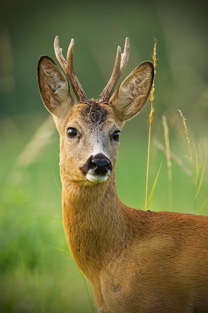 Photo détail de tête de chevreuil curieux buck à l'état sauvage