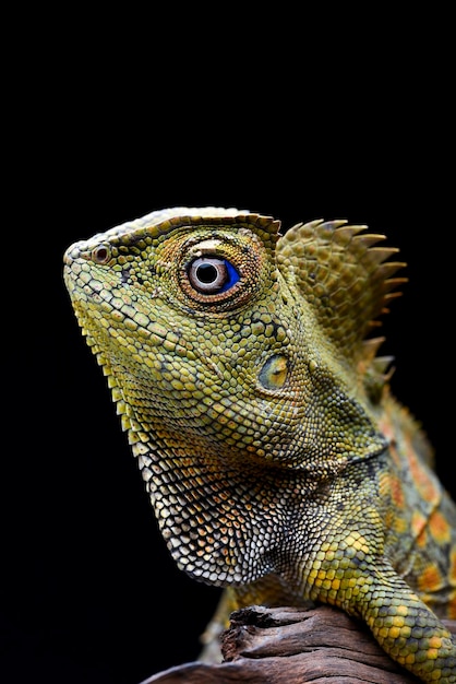 Le détail d'une tête de lézard dragon forestier