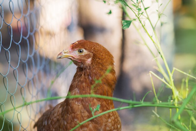 Détail de la tête de poule brune