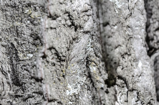 Détail de la texture de l'écorce des arbres