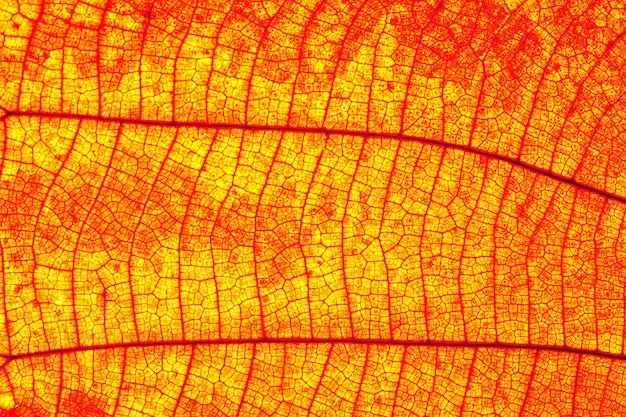 Détail de la texture des feuilles sur les feuilles.