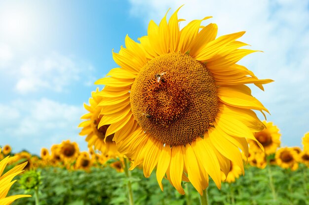 Détail d'un tournesol en pleine floraison printanière avec des abeilles collectant le nectar