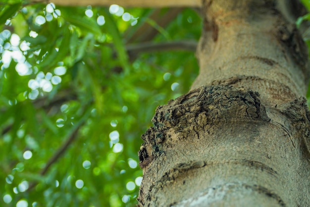 Détail de tronc d'arbre avec forêt de fond