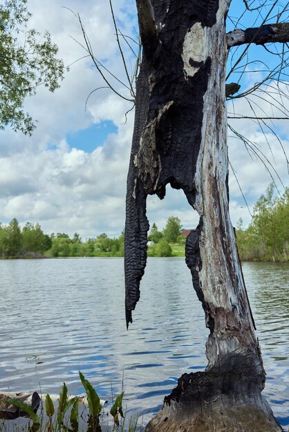 Détail d'un tronc brûlé d'un saule têtard après un coup de foudre