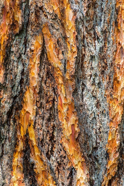 Photo détail d'un tronc de mélèze