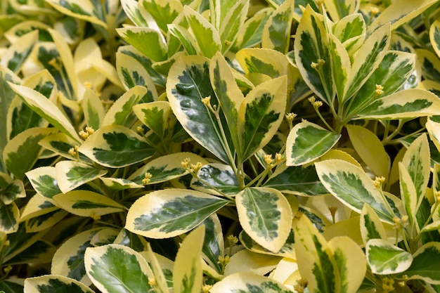 Détail De La Variété Euonymus Japonicus Sunny Delight Un Arbuste Rustique Très Froid Avec Des Feuilles Vertes Panachées Et Une Bordure De Couleur Crème