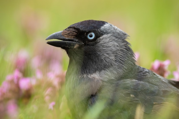 Détail de Western Jackdaw regardant dans les fleurs en fleurs