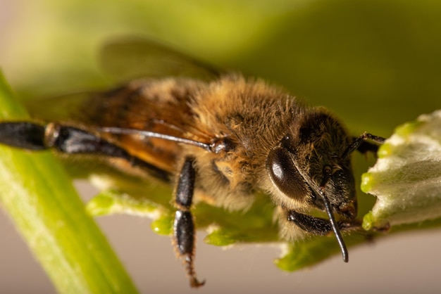 Détails d'abeilles d'une belle abeille vue à travers un objectif macro avec une belle mise au point sélective de la lumière