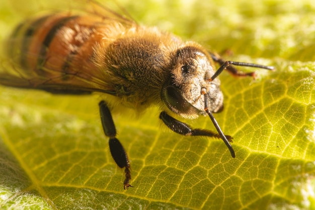 Détails d'abeilles d'une belle abeille vue à travers un objectif macro avec une belle mise au point sélective de la lumière