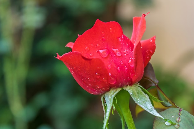 Détails après la pluie