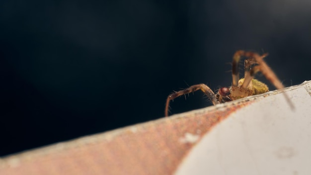 Détails d'une araignée verte