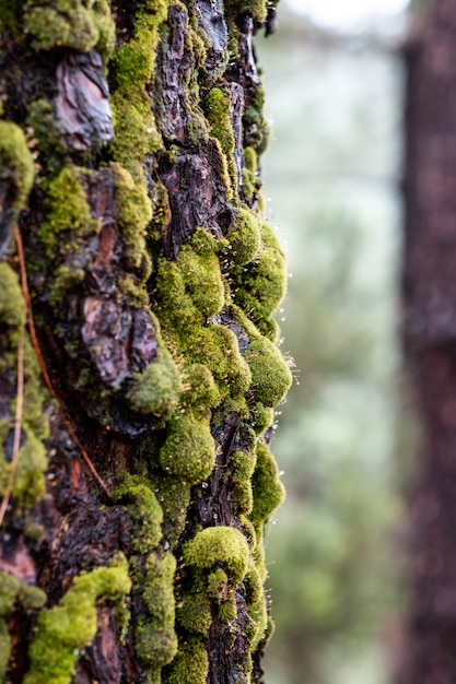 Photo détails d'un arbre au milieu de la forêt